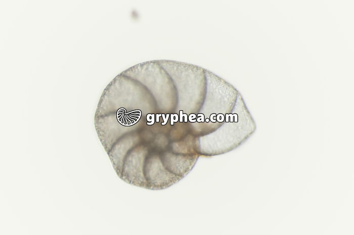 Foraminifère (Cuxhaven) x40 - gryphea.com